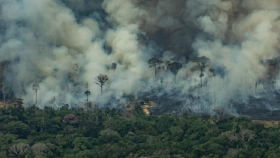 ДиКаприо собрал миллион долларов на спасение Амазонки через Instagram